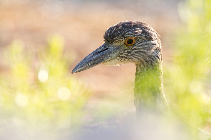 Krabbenreiher Nyctanassa violacea Yellow-crowned Night Heron